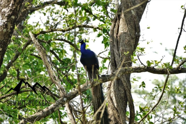 Chitwan Nationalpark