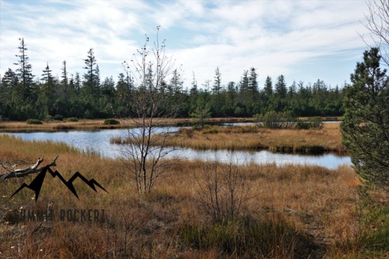 Hochmoor Kaltenbronn