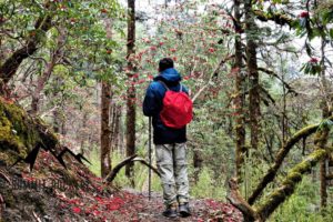 Rhododendron entalng des Poon Hill Treks.