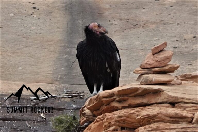 california condor (kalifornischer condor)