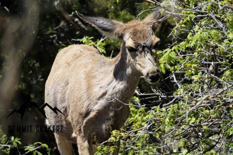 mule deer im zion nationalpark