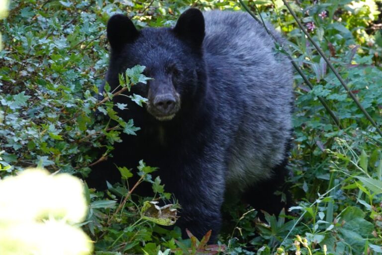 Schwarzbär